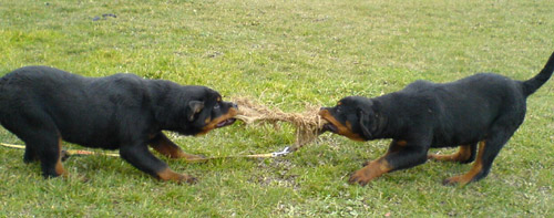 Cachorros