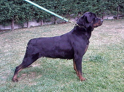 quana