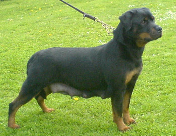 Xena Dell' Antico Guerriero
